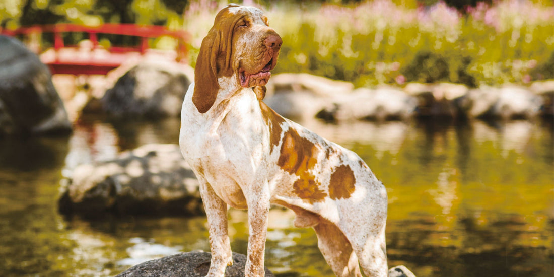 Bracco Italiano