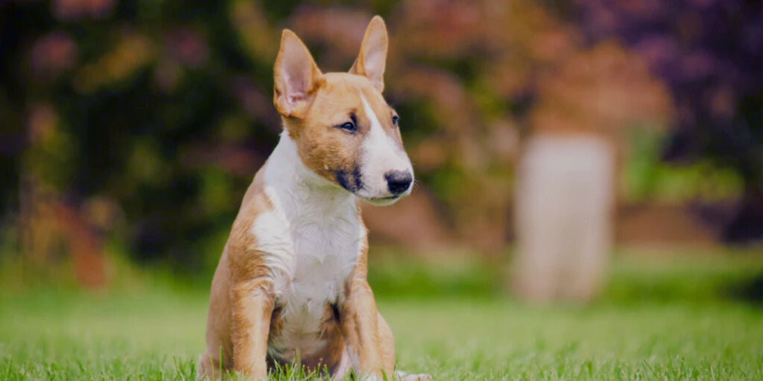 Bull Terrier