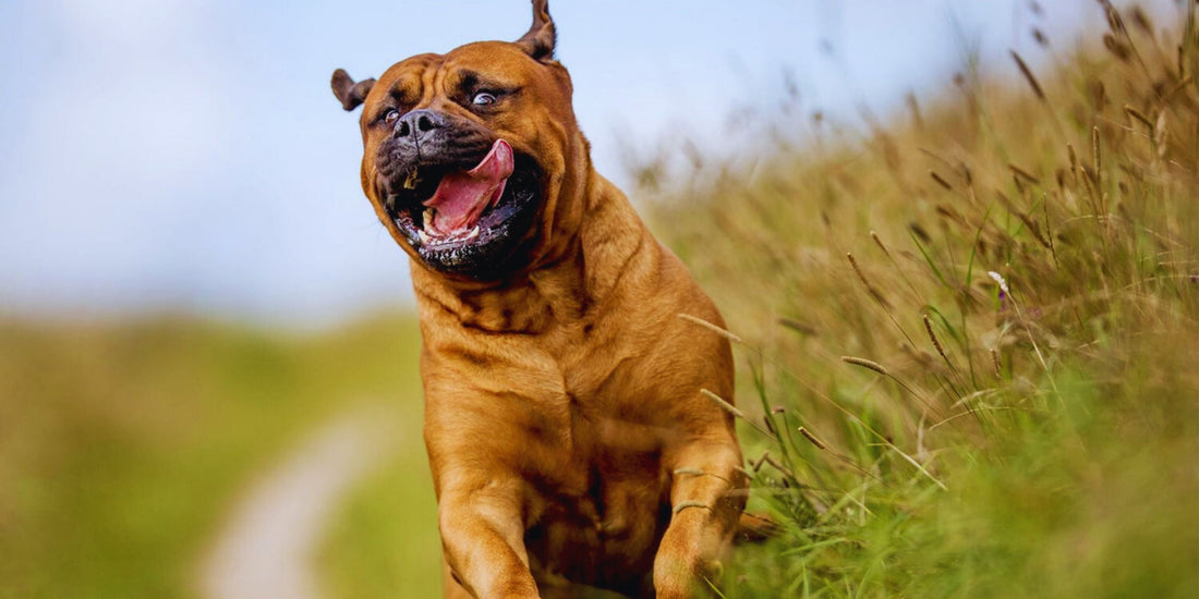 Bullmastiff