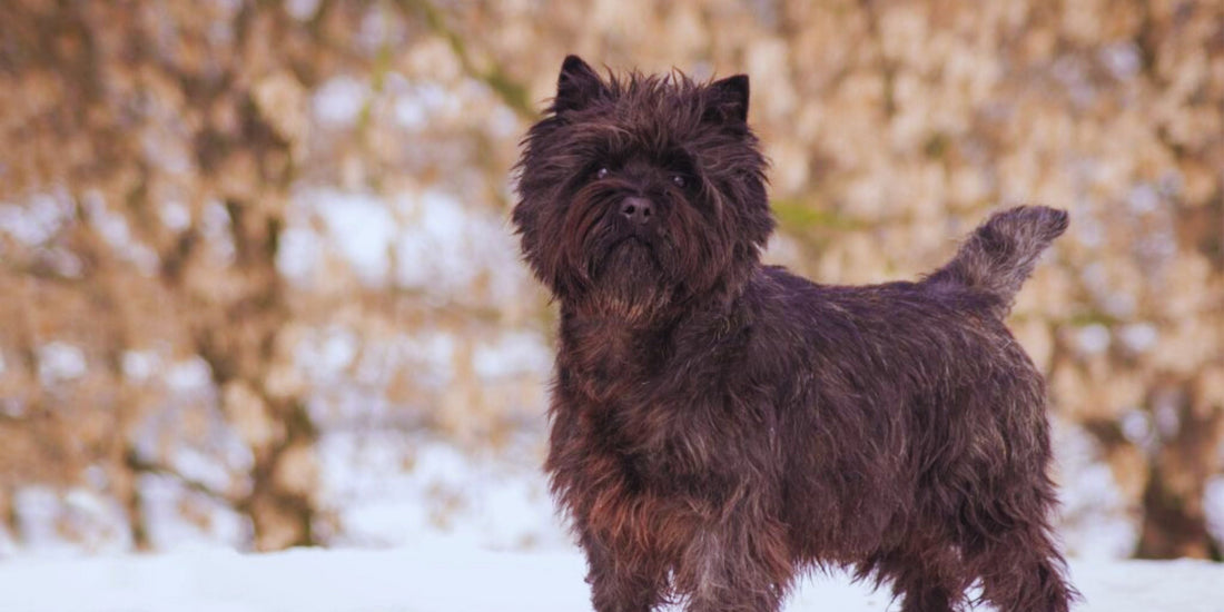 Cairn Terrier