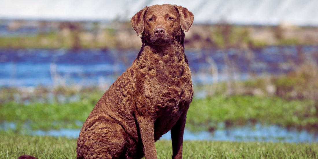 Chesapeake Bay Retriever