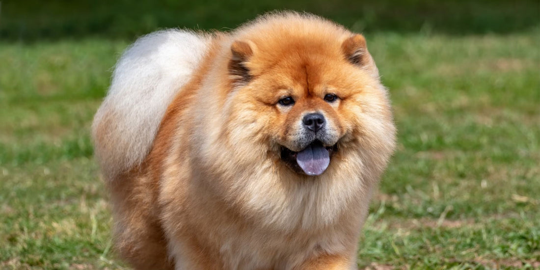 Chow Chow