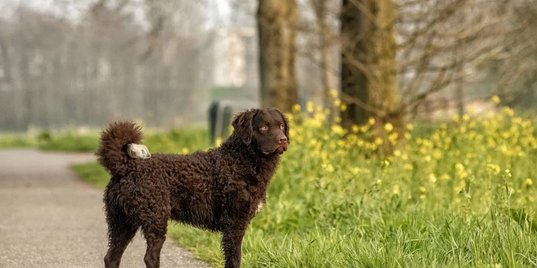 Curly Coated Retriever