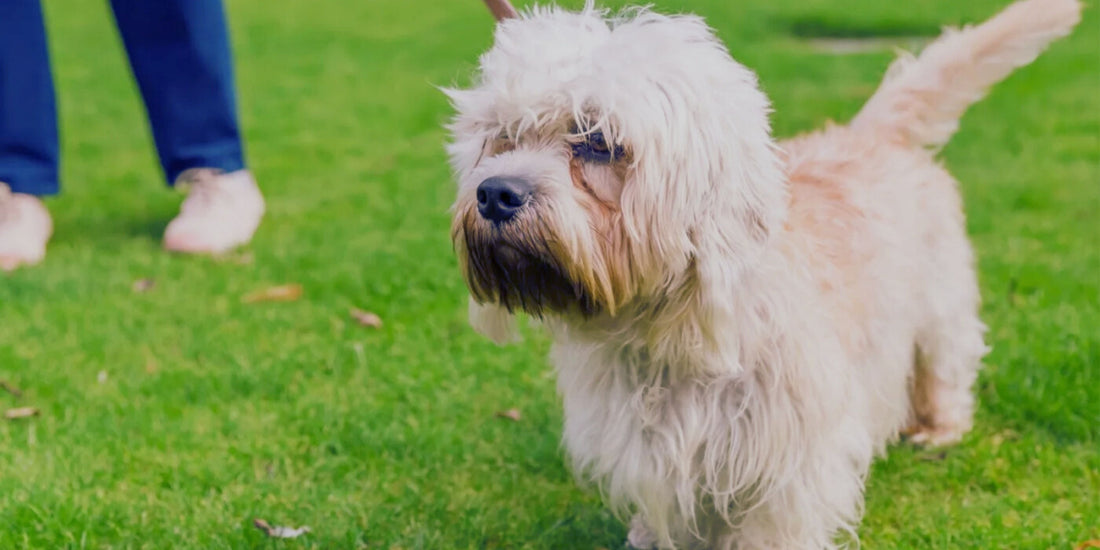 Dandie Dinmont Terrier