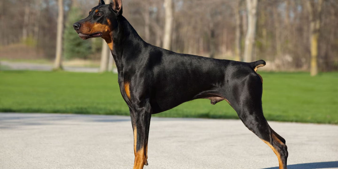 Dobermann