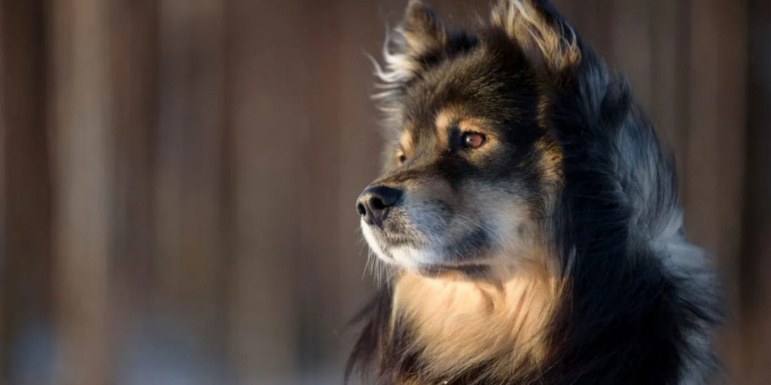 Finnish Lapphund
