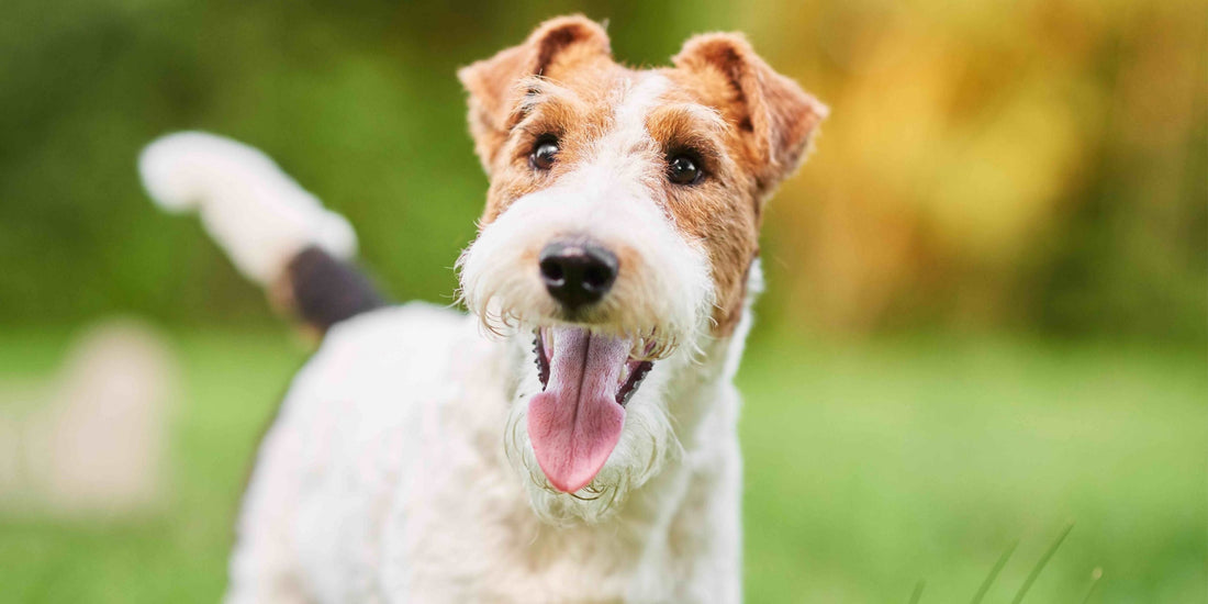 Fox Terrier Wire