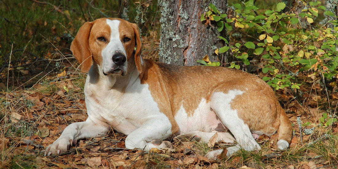 Foxhound