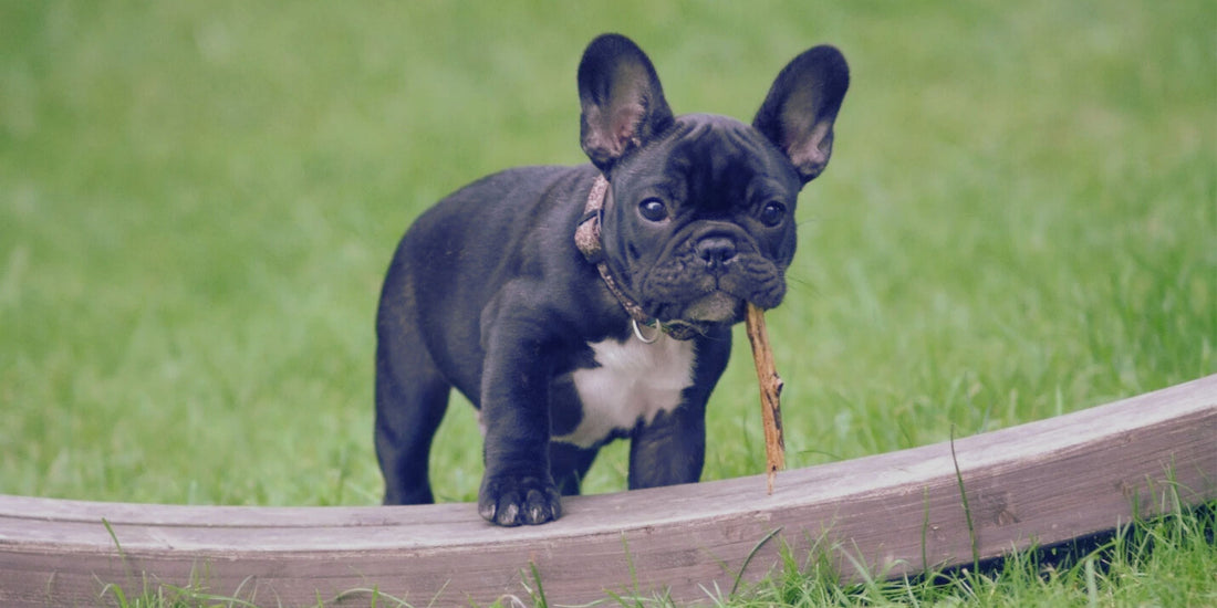 French Bulldog
