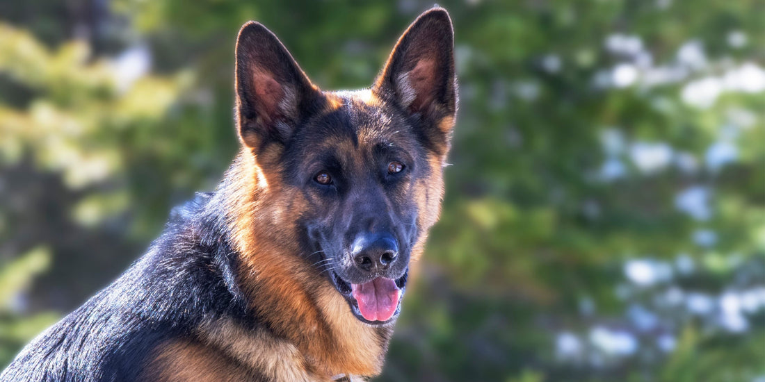 German Shepherd