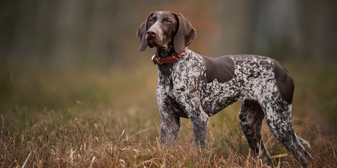 German Short Haired Pointer