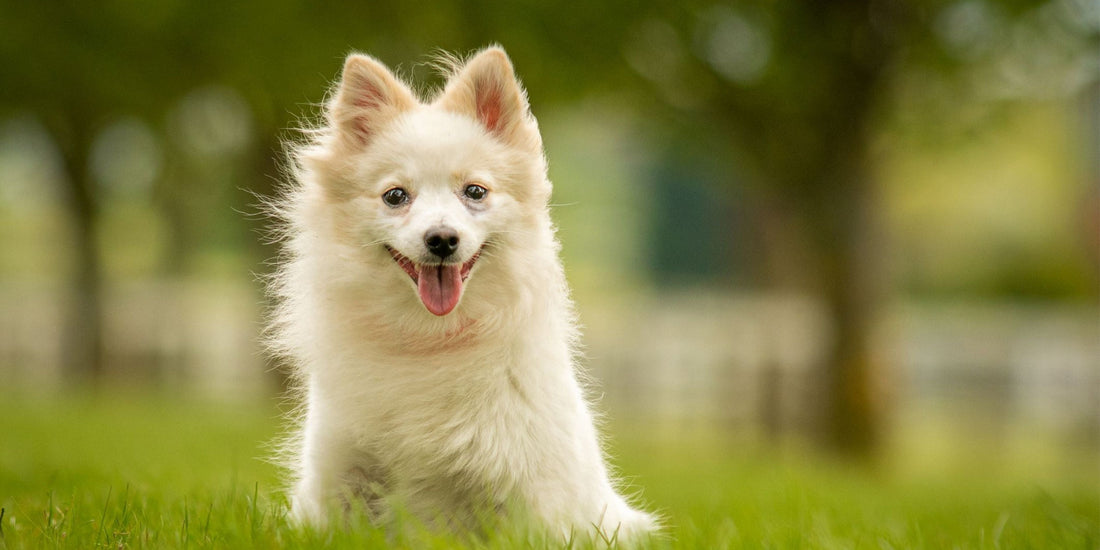 German Spitz