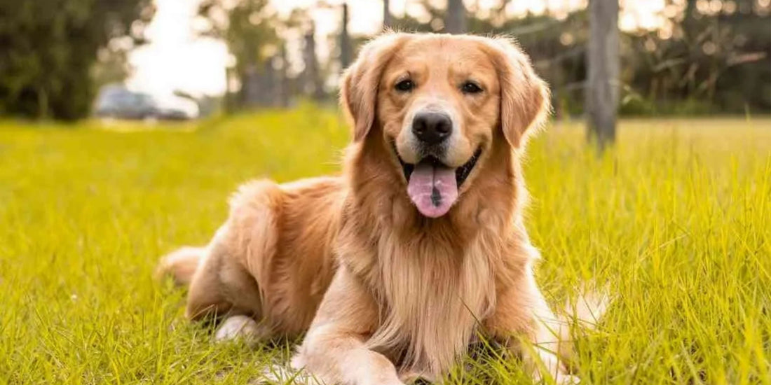 Golden Retriever