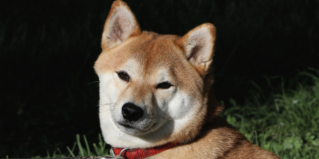 Shiba Inu