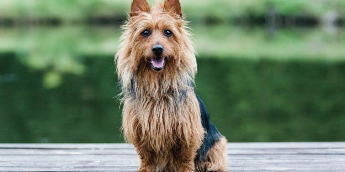 Australian Silky Terrier