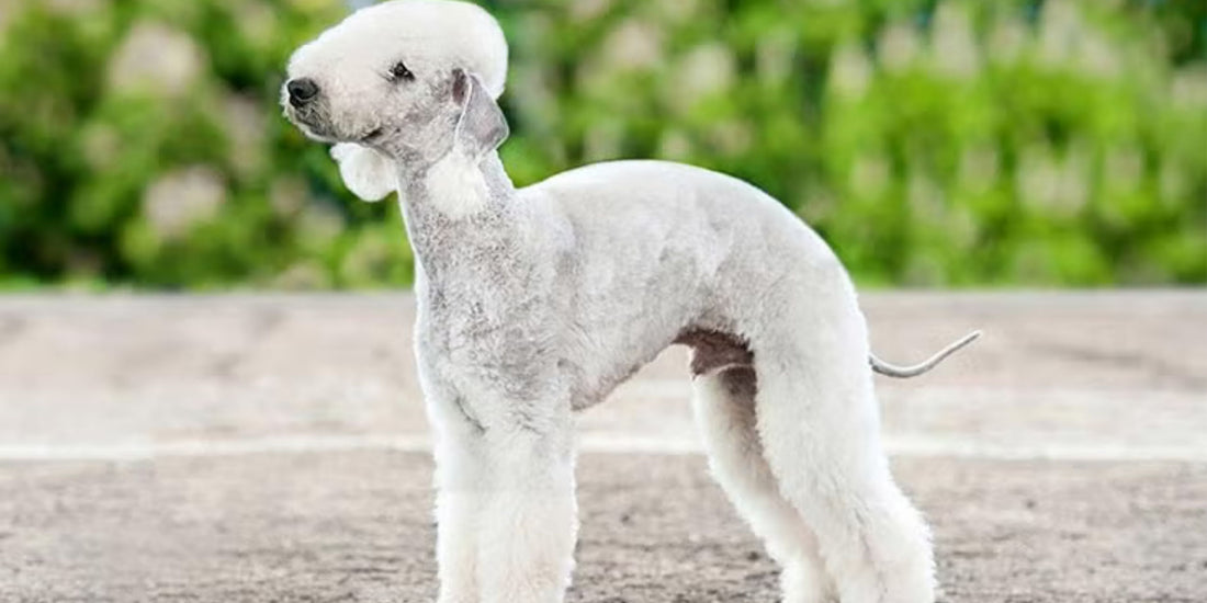 Bedlington