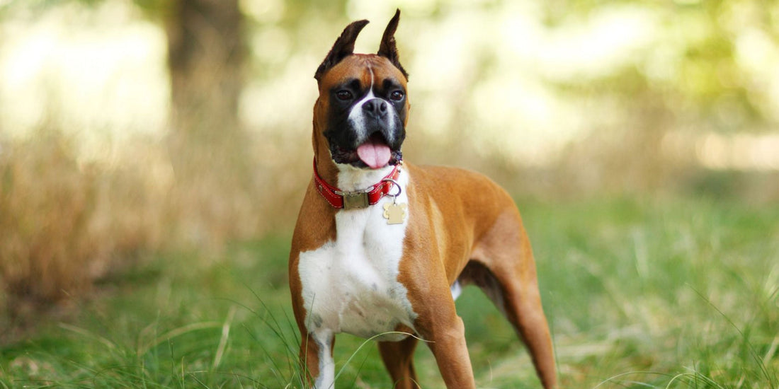 Boxer