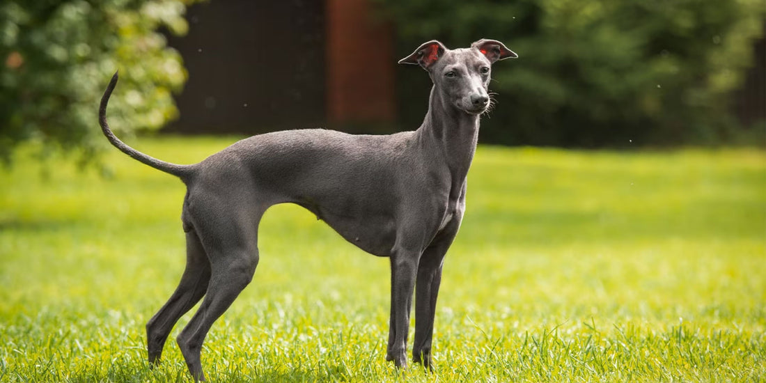Italian Greyhound