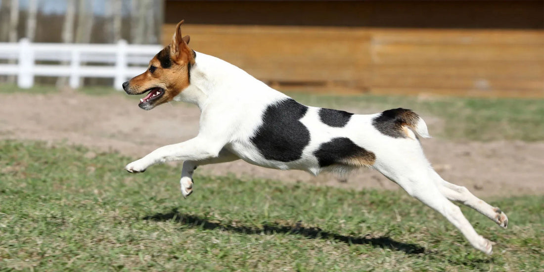 Jack Russell Terrier