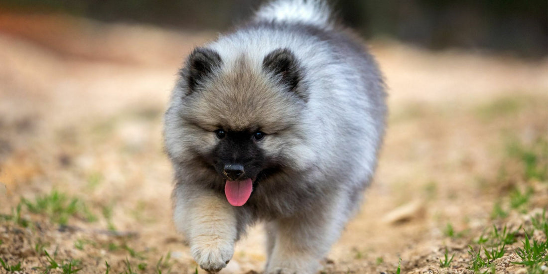 Keeshond