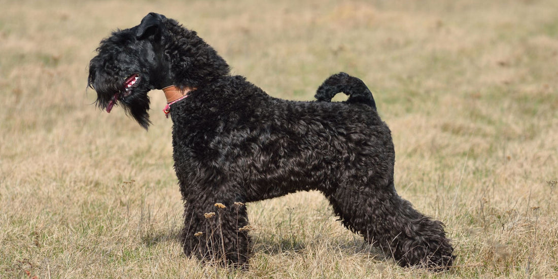 Kerry Blue Terrier