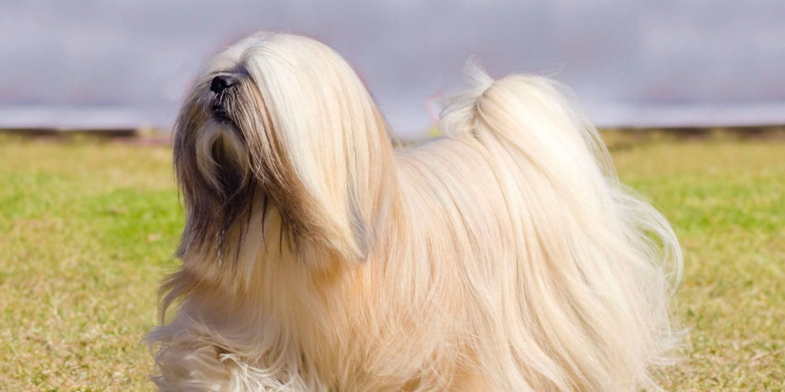 Lhasa Apso