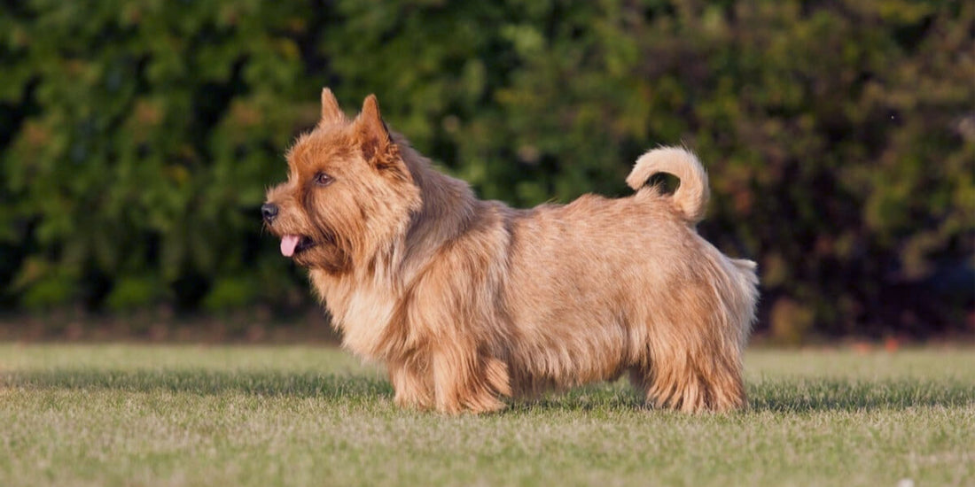 Norfolk & Norwich Terrier