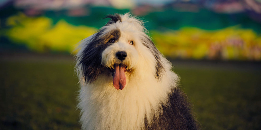 Old English Sheepdog