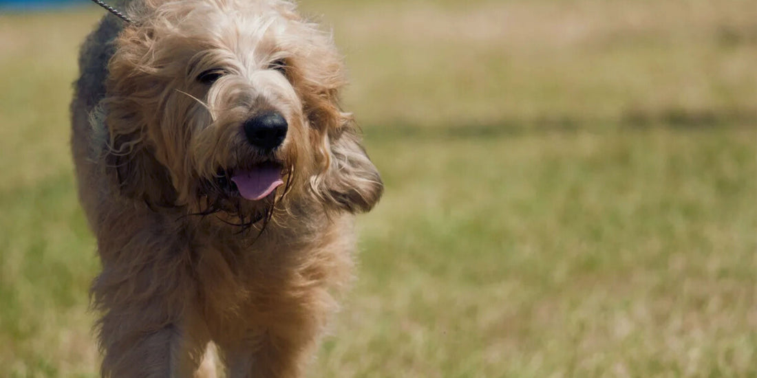 Otterhound