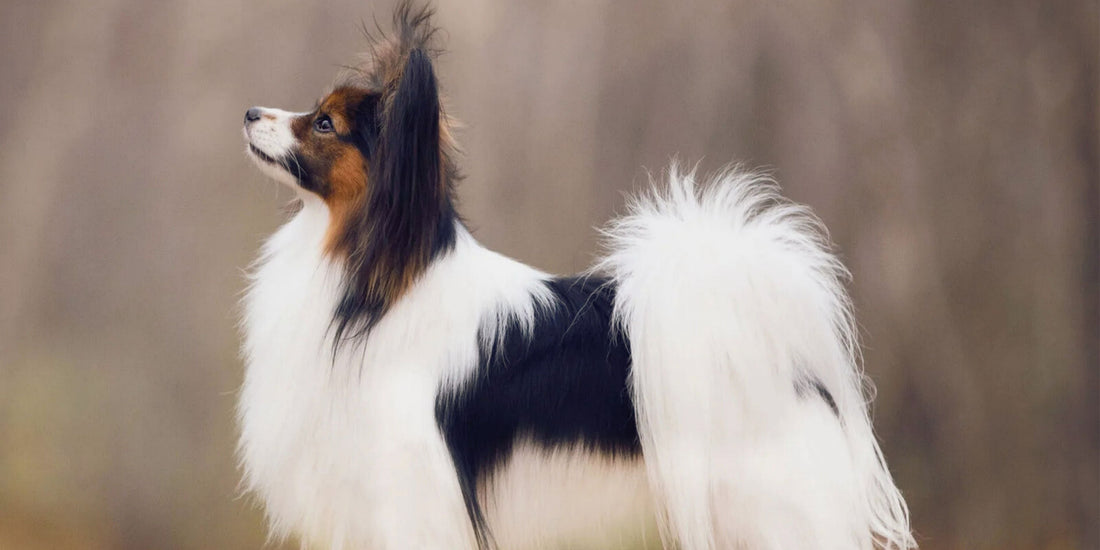 Papillon