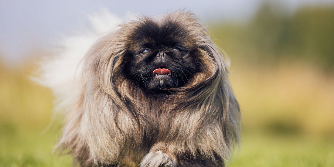 Pekingese
