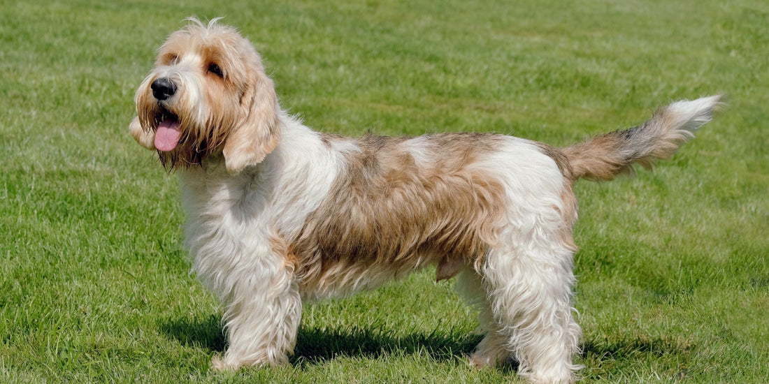 Petit Basset Griffon Vendeen