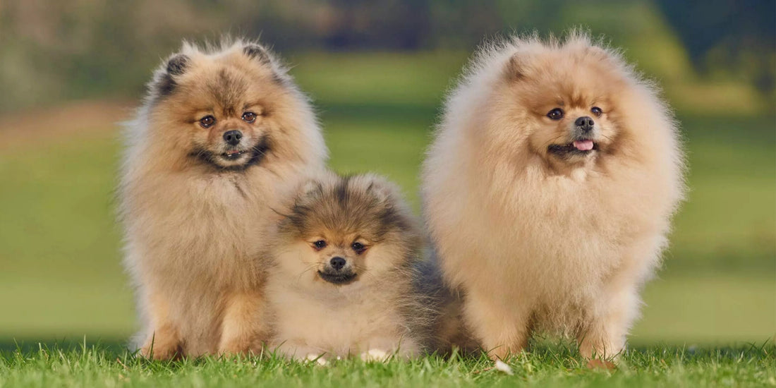 Pomeranian