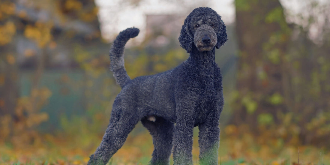 Poodle
