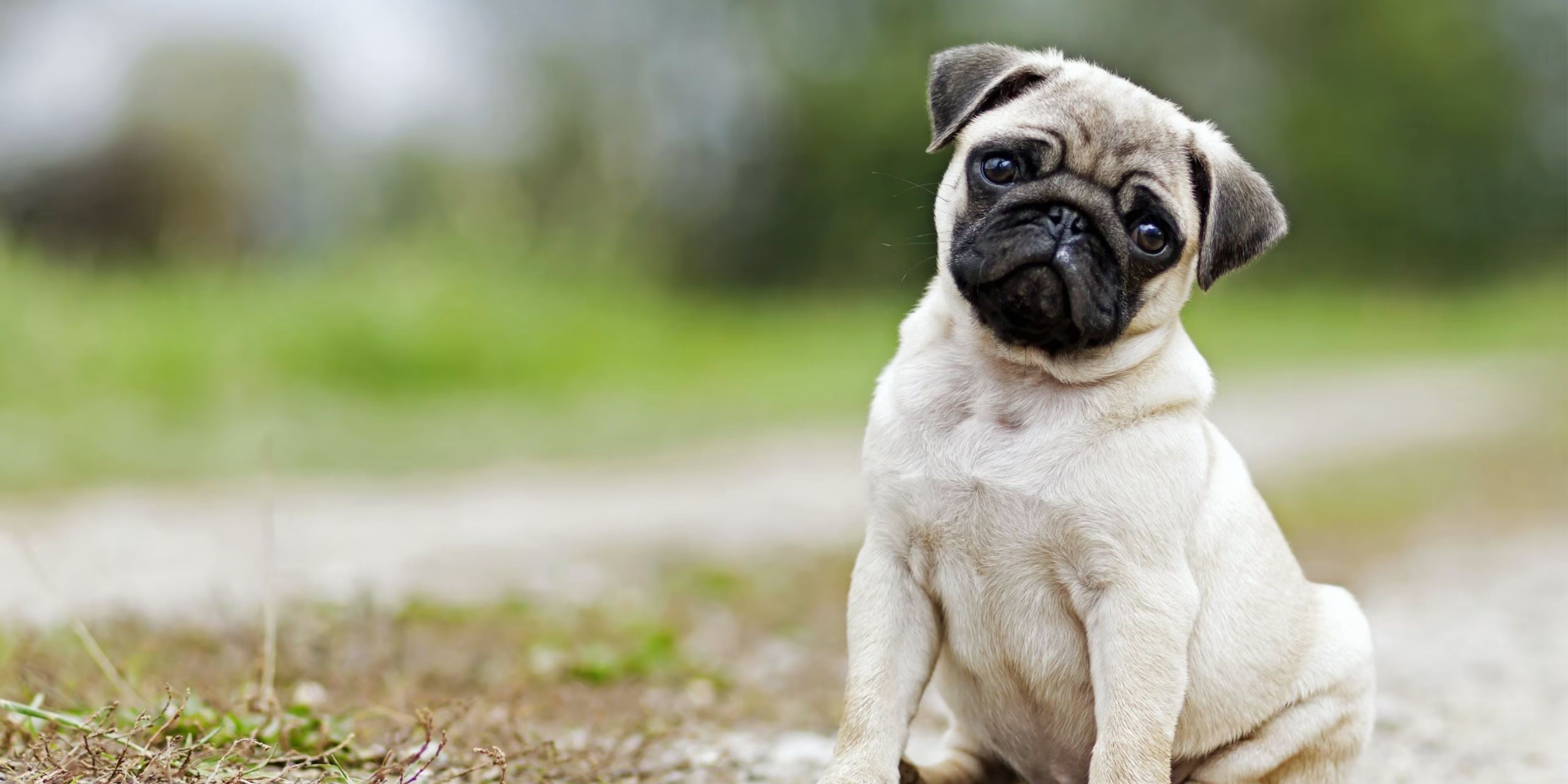 Pug – Plush Puppy NZ