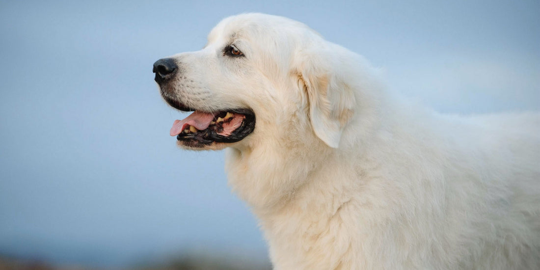Pyrenean Mountain Dog