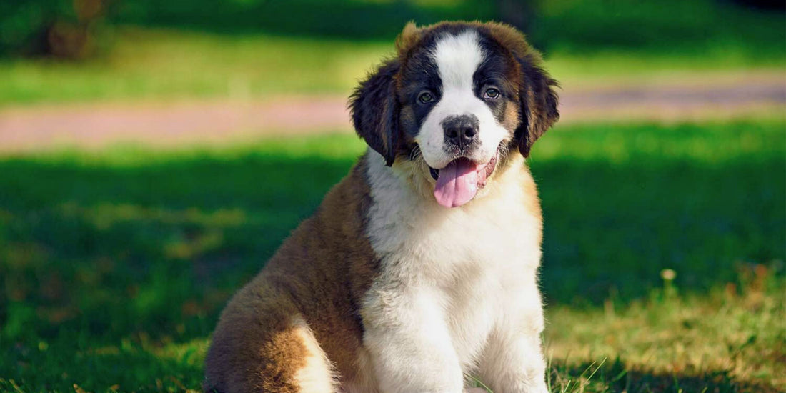 Saint Bernard