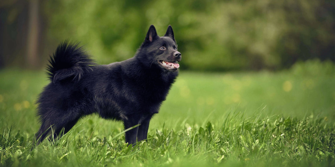 Schipperke