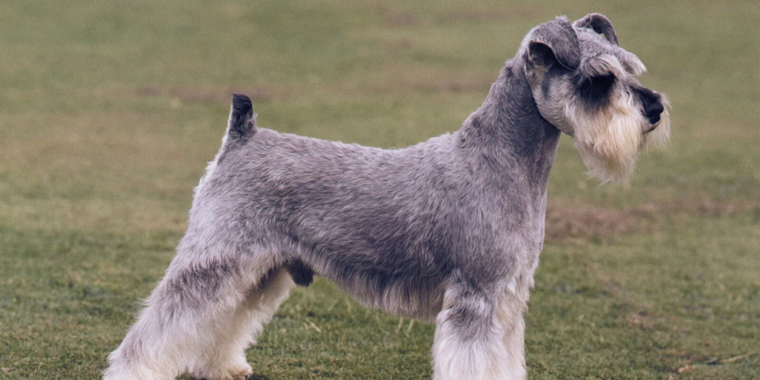 Schnauzer
