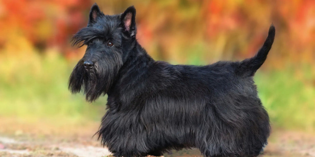 Scottish Terrier