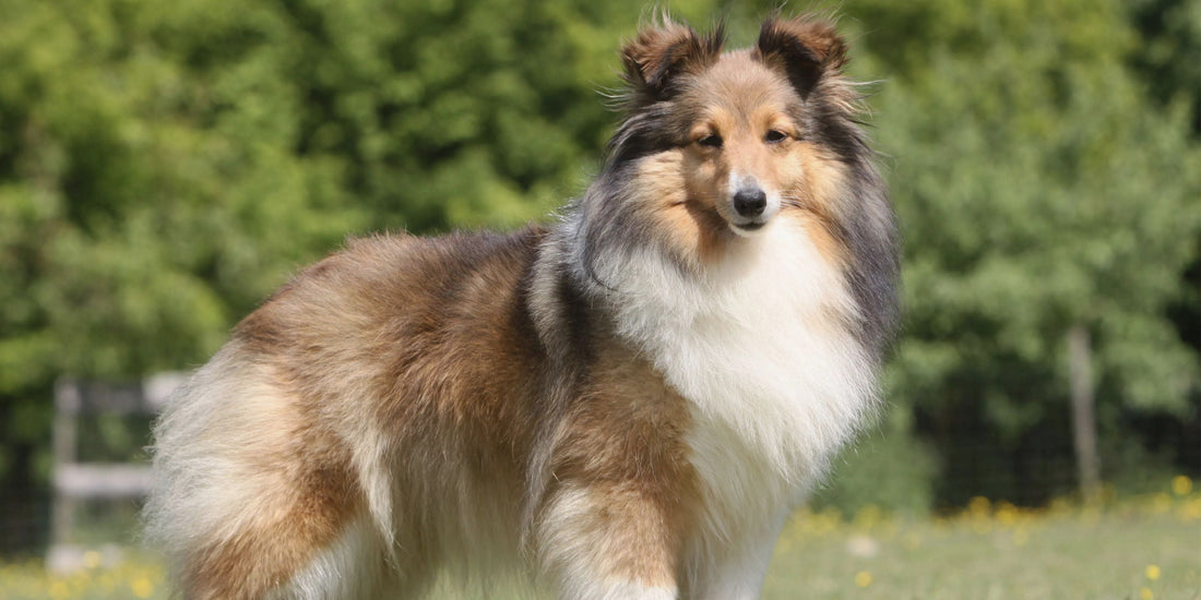 Shetland Sheepdog