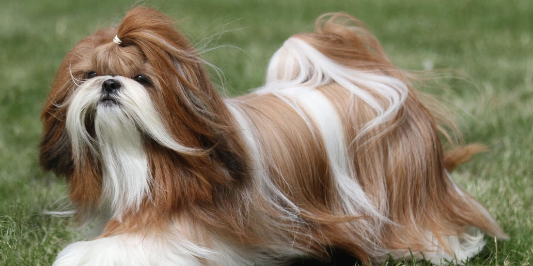Shih Tzu