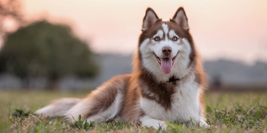 Siberian Husky