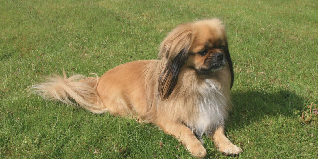 Tibetan Spaniel