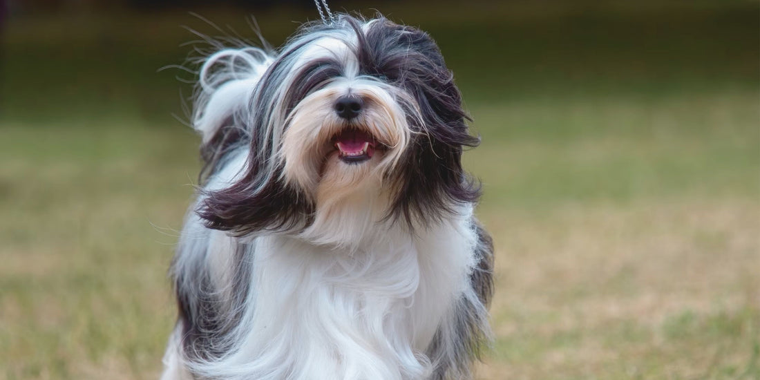 Tibetan Terrier