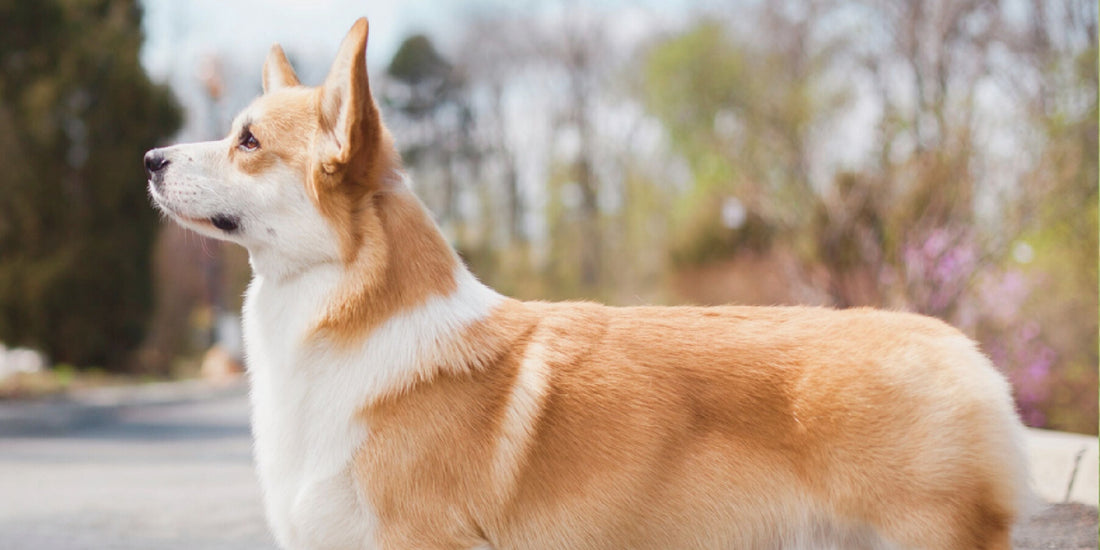 Welsh Corgi – Pembroke & Cardigan