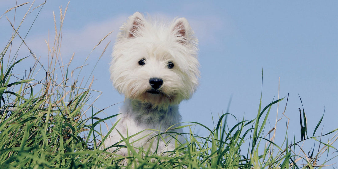 West Highland Terrier