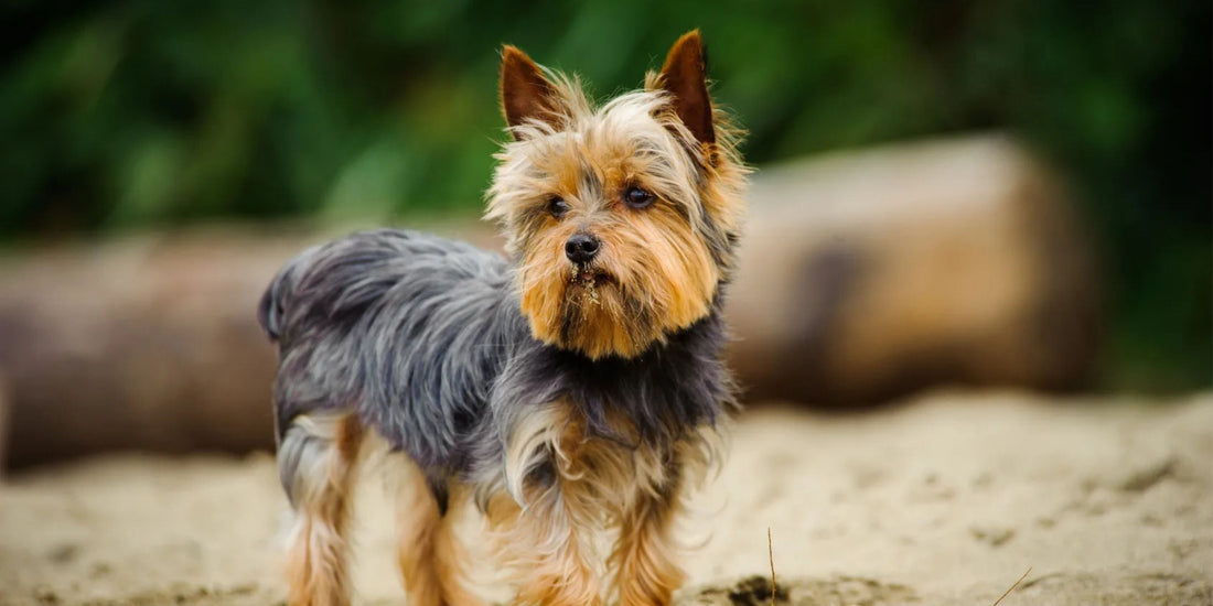 Yorkshire Terrier