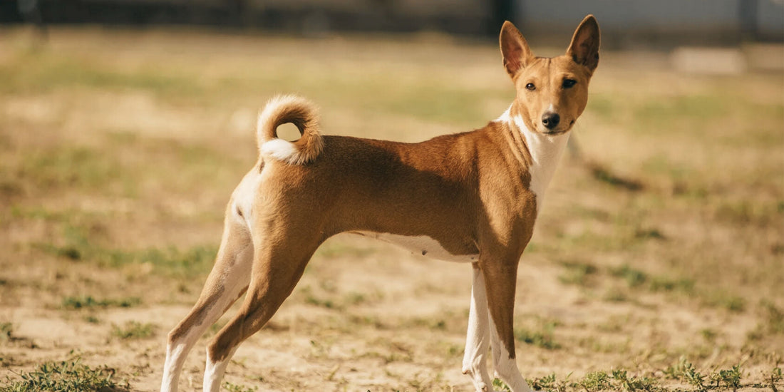 Basenji